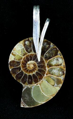 Ammonite Fossil Pendant - Sterling Silver #21031